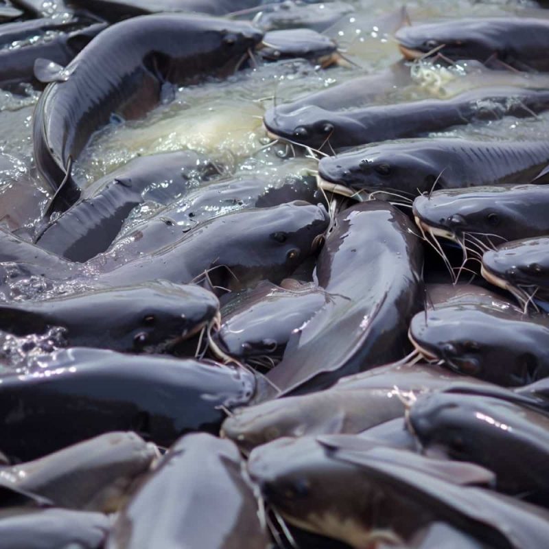 Catfish-Farming-in-South-Africa2