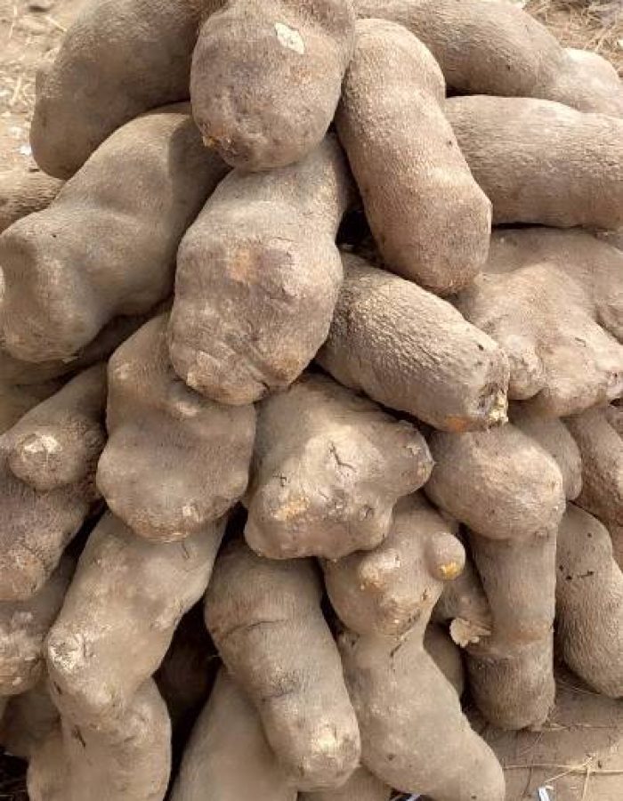 Yam-farming-in-Nigeria - Copy