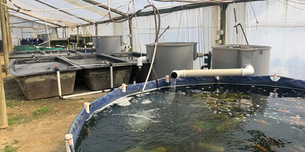 fish-tanks - Copy
