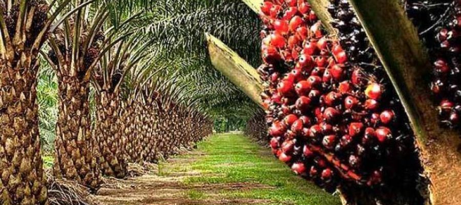 oil-palm-plantation (1)